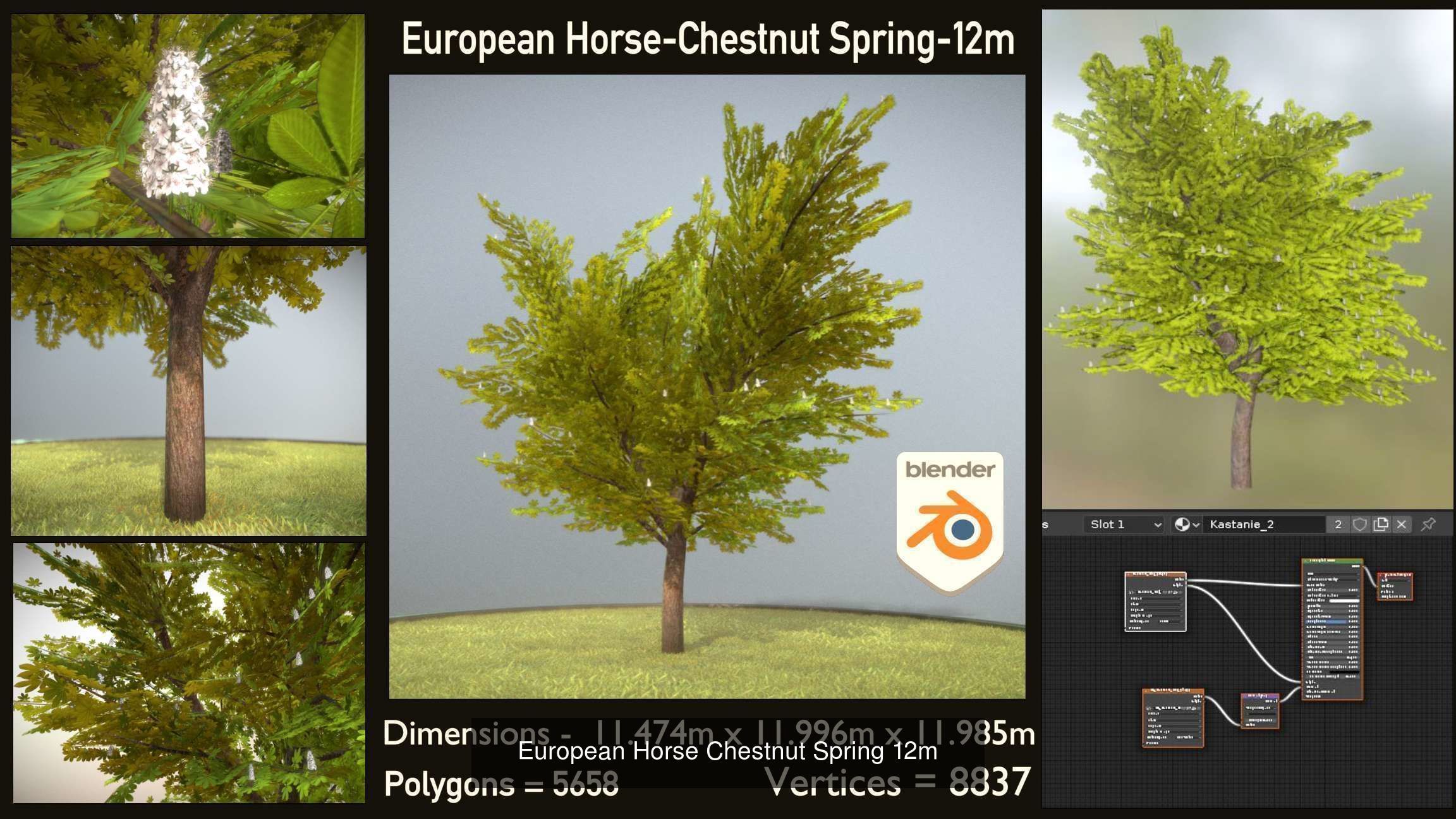 European horse chestnut 12m all seasons 3D Model Collection_2