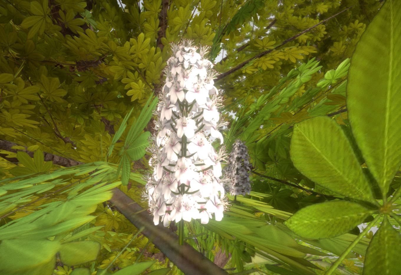 European horse chestnut 12m all seasons 3D Model Collection_19