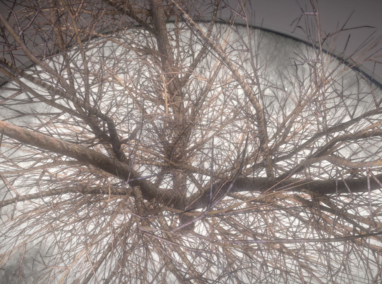 European horse chestnut 12m all seasons 3D Model Collection_34