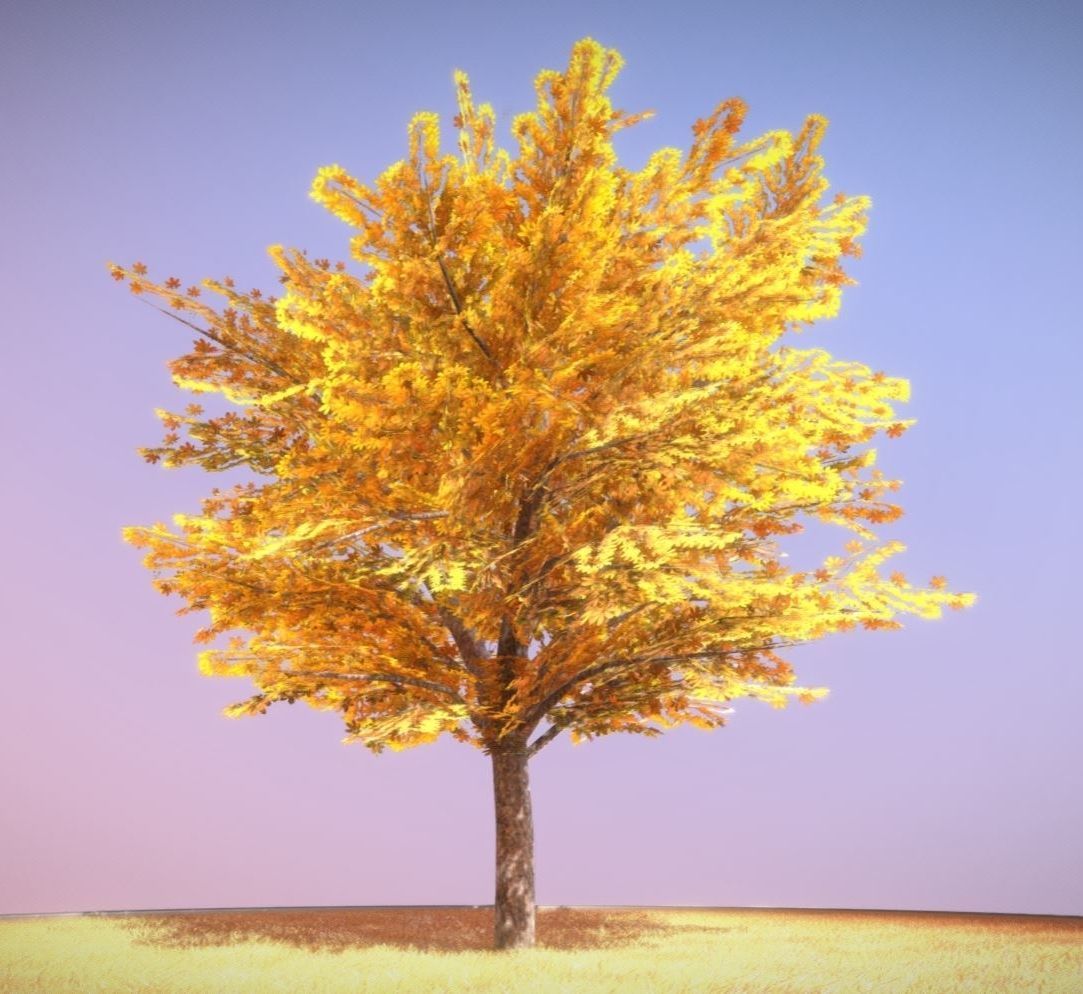 European horse chestnut 12m all seasons 3D Model Collection_10