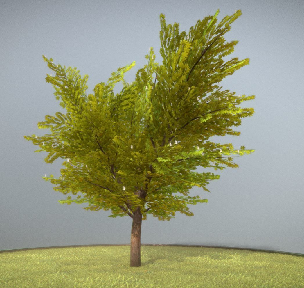European horse chestnut 12m all seasons 3D Model Collection_13