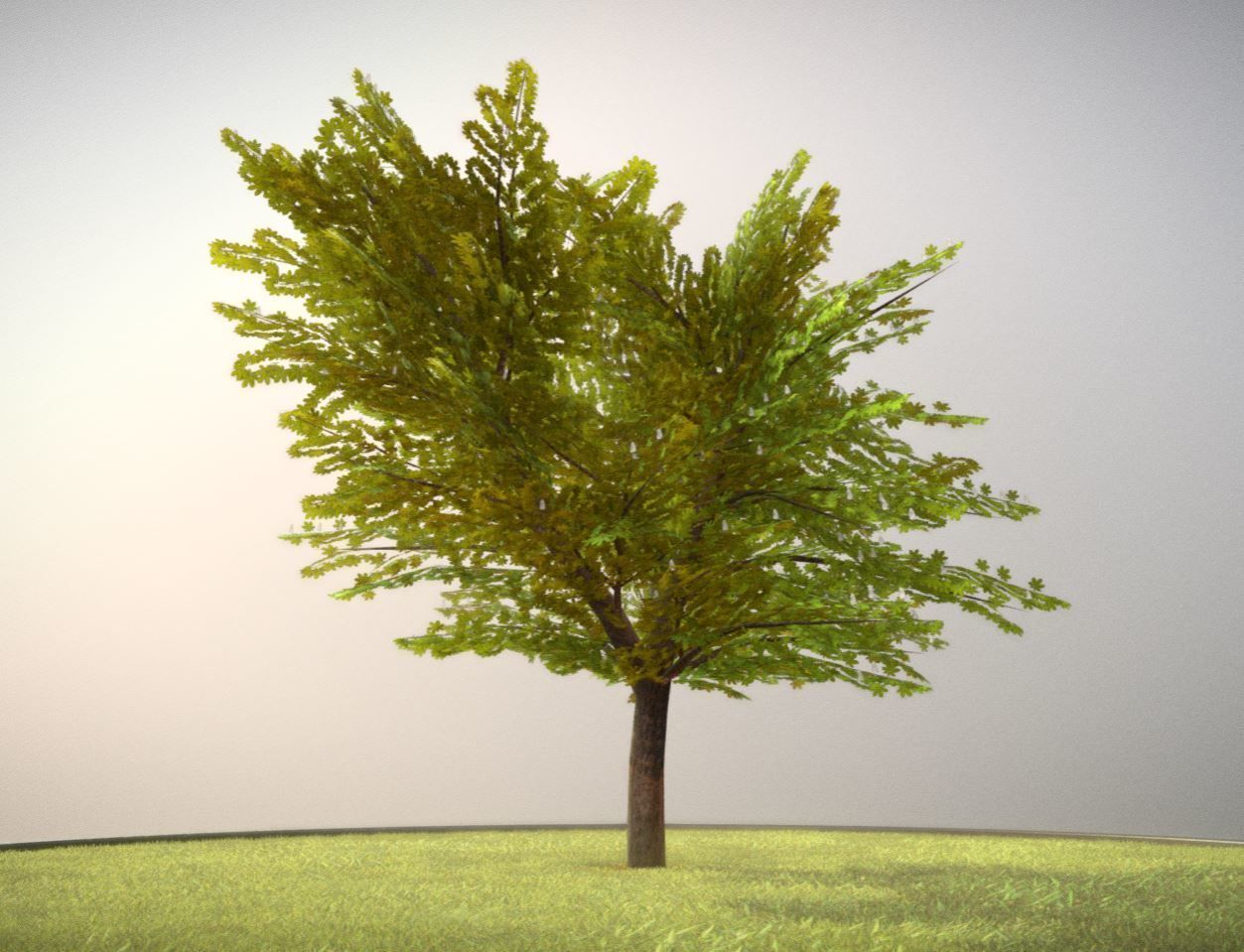 European horse chestnut 12m all seasons 3D Model Collection_14