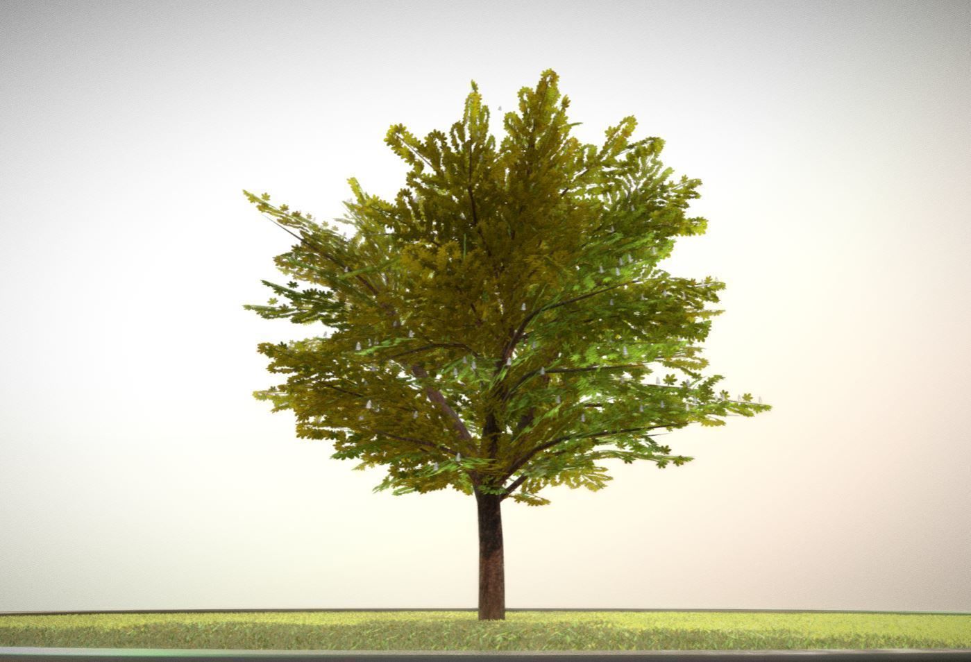 European horse chestnut 12m all seasons 3D Model Collection_17