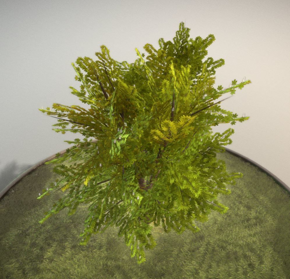 European horse chestnut 12m all seasons 3D Model Collection_15