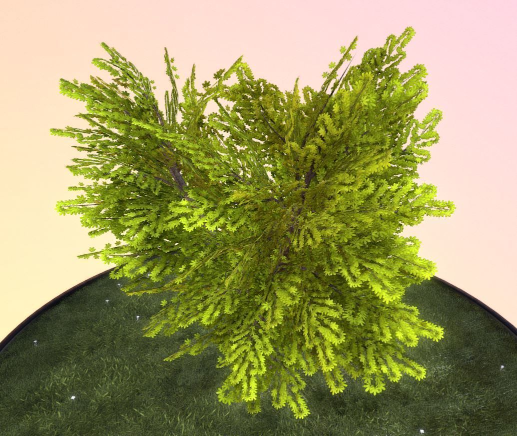 European horse chestnut 12m all seasons 3D Model Collection_30