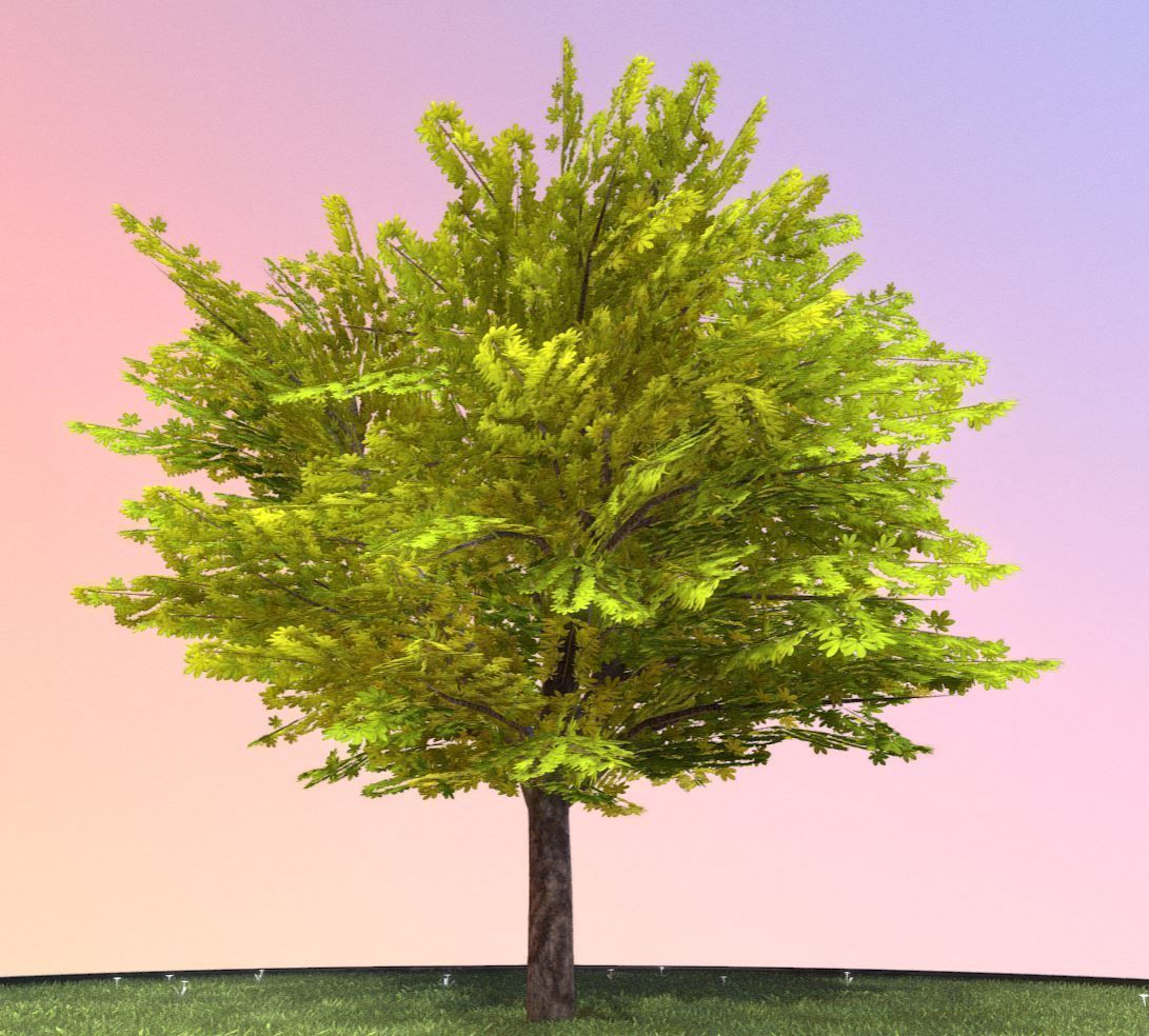 European horse chestnut 12m all seasons 3D Model Collection_28