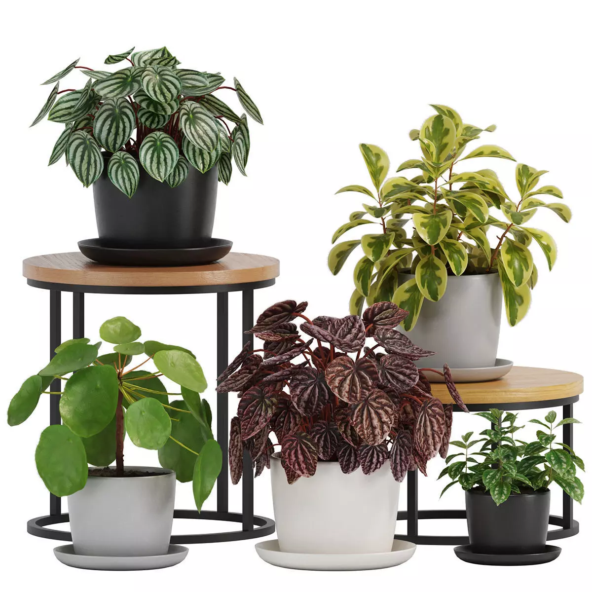 plant In Pots set 06 3D model