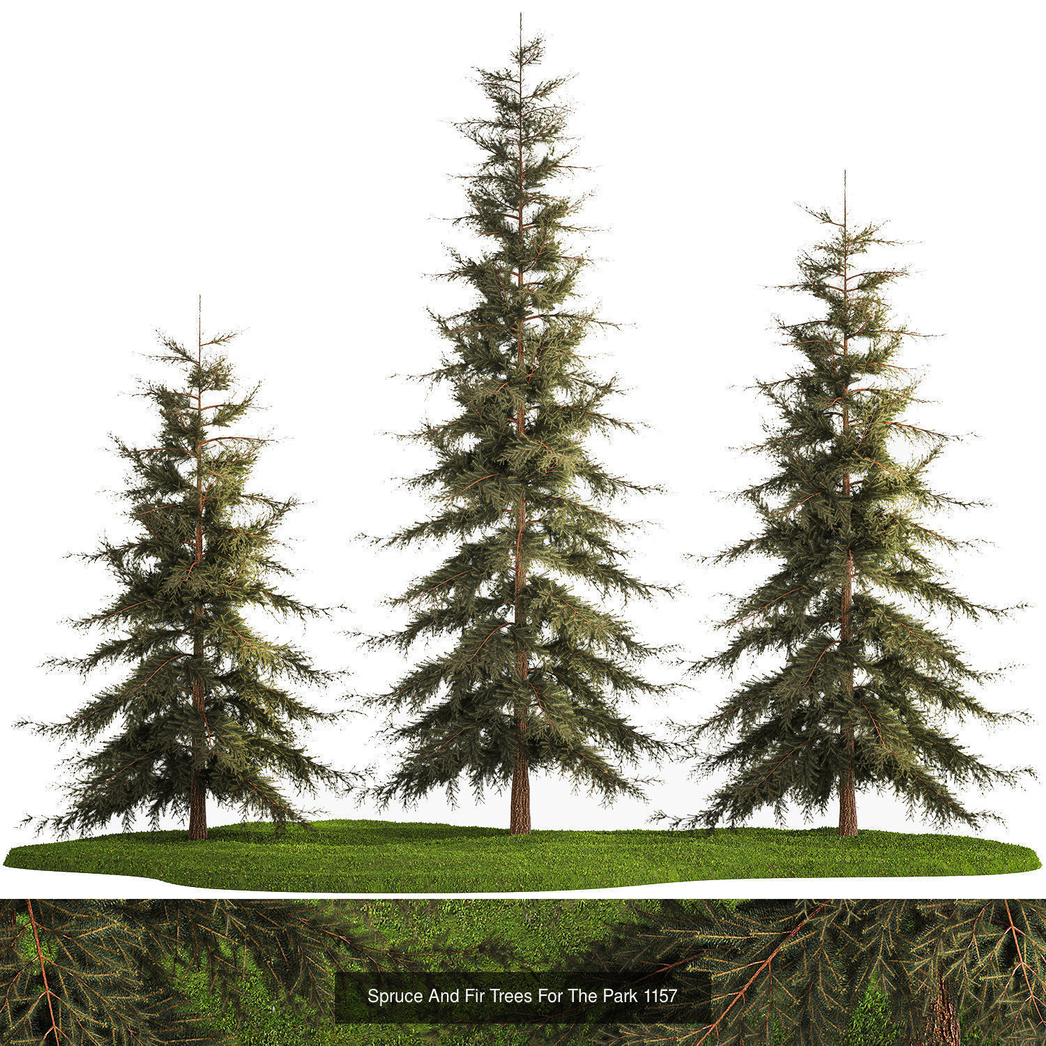 Collection of plants and trees for landscape design square parks _7