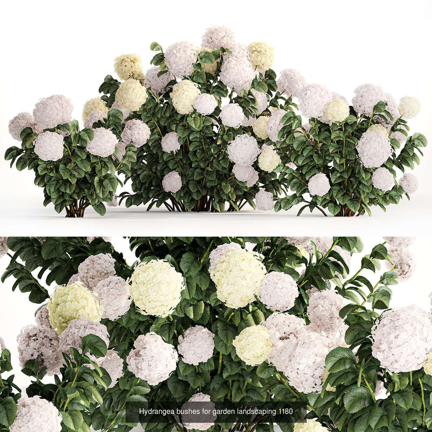 Collection of plants and trees for landscape design square parks _14