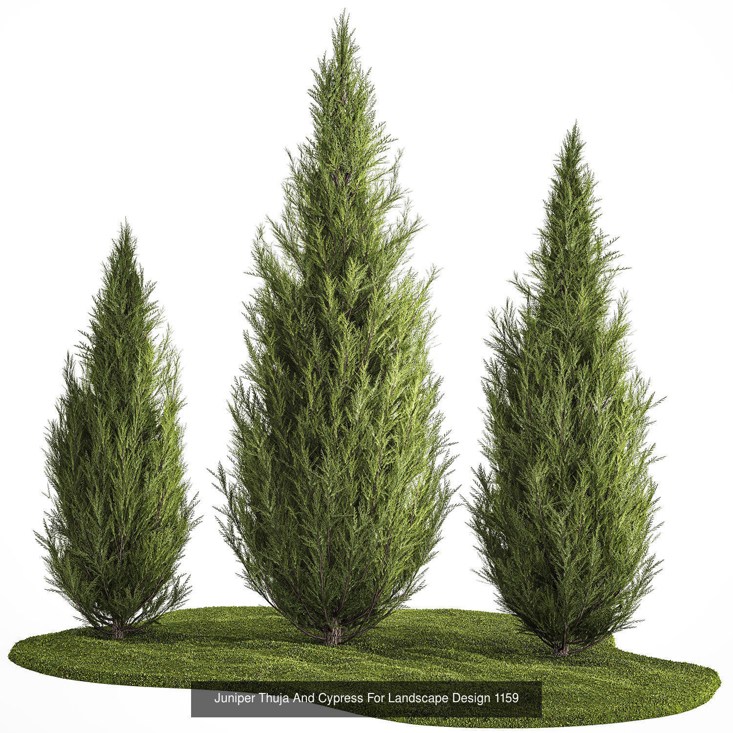 Collection of plants and trees for landscape design square parks _8