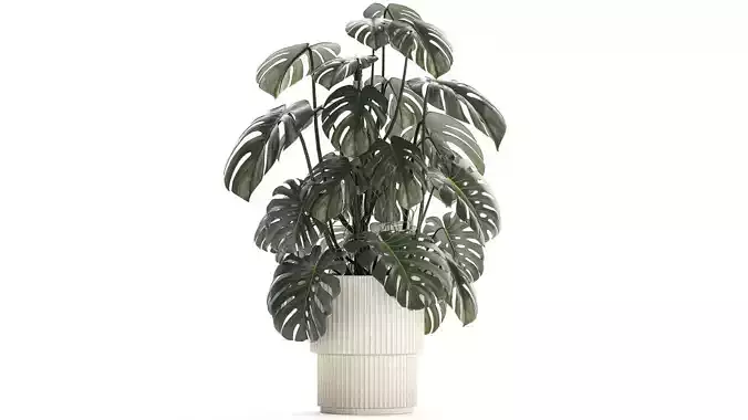 Beautiful Monstera bushes in a flower pot for decoration 1288