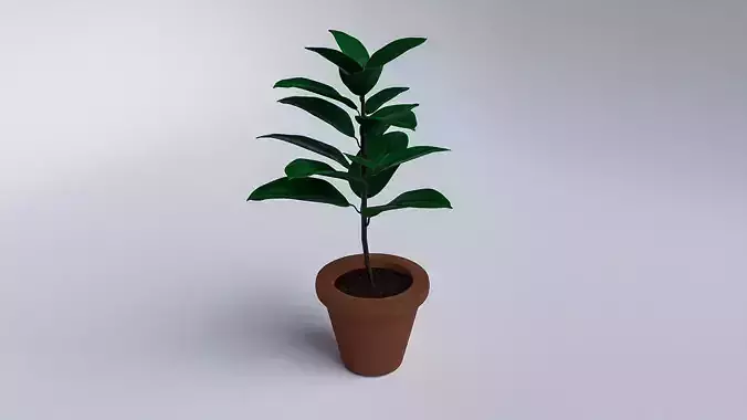 3D Ficus Plant