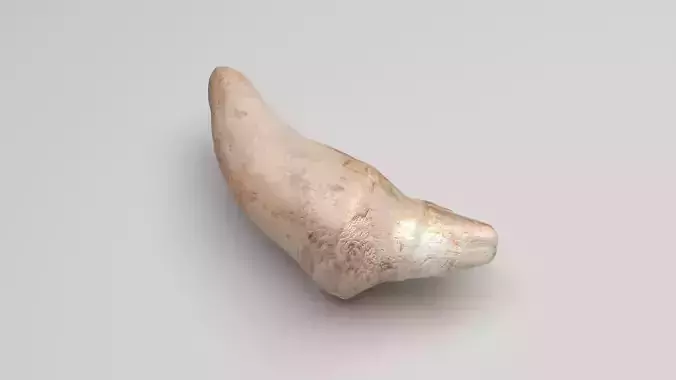 Dolphin Tooth 3D model