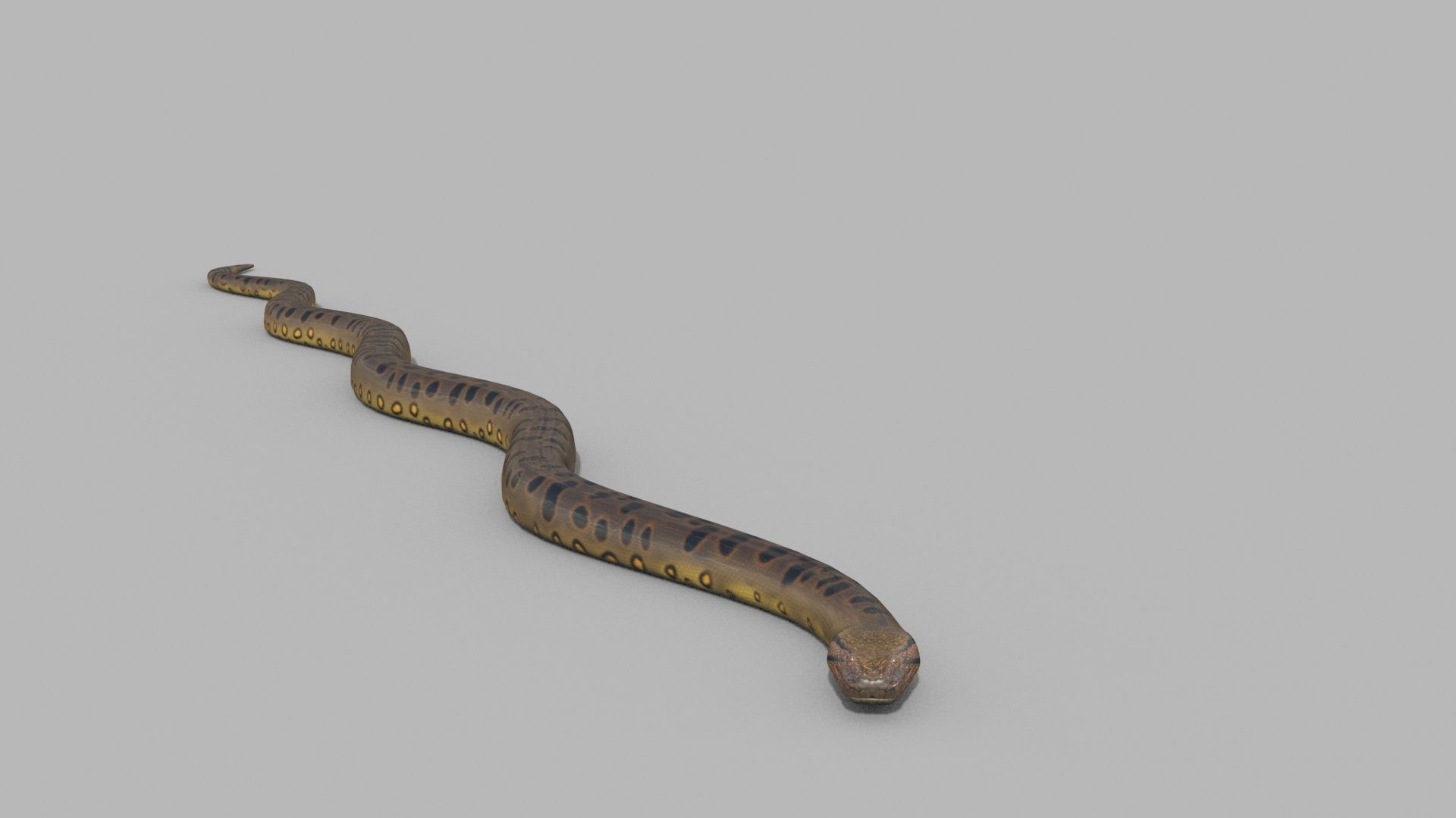 Monstre Anacond 8K - 3d animated model 3D model_4