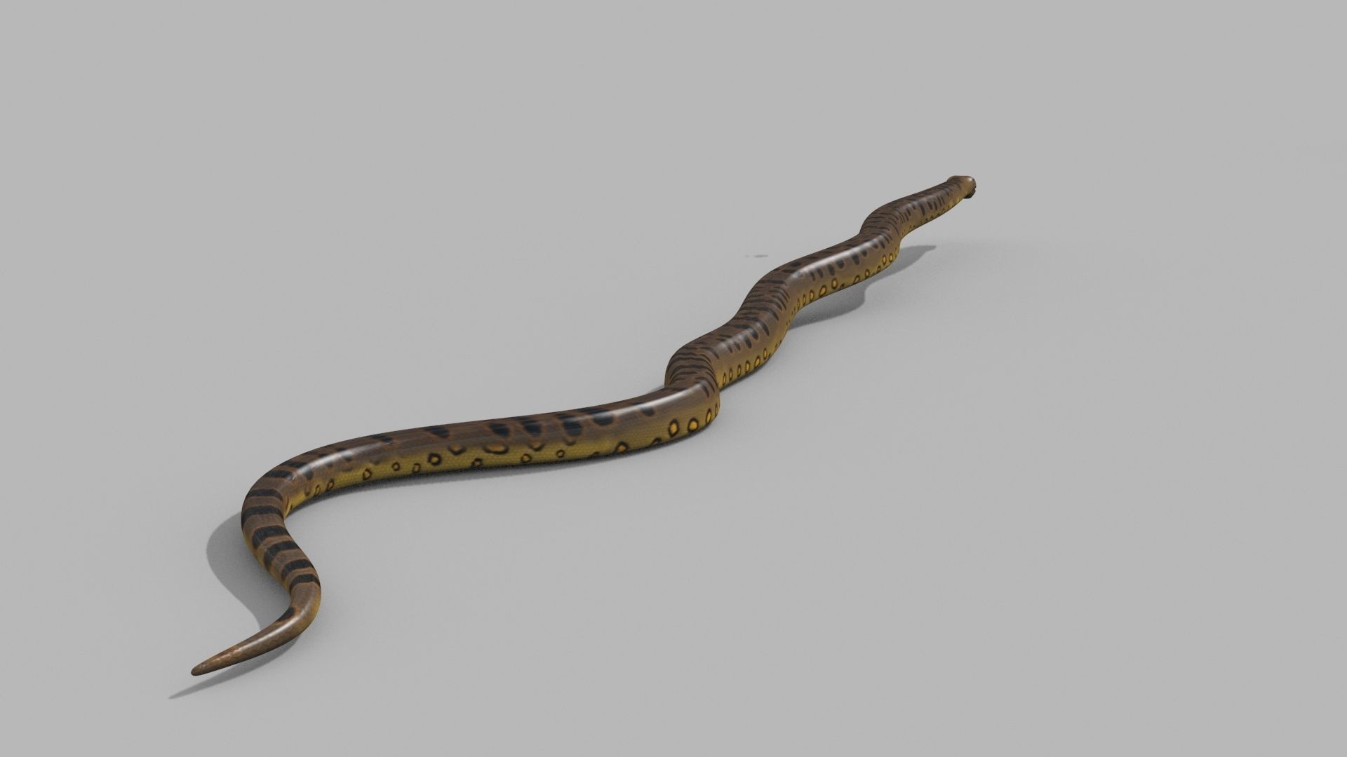 Monstre Anacond 8K - 3d animated model 3D model_9