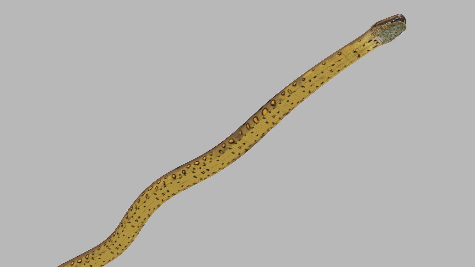 Monstre Anacond 8K - 3d animated model 3D model_8