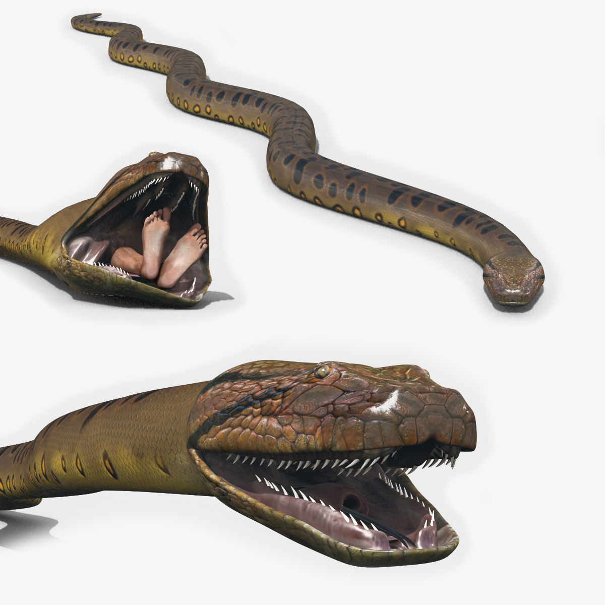 Monstre Anacond 8K - 3d animated model 3D model_2