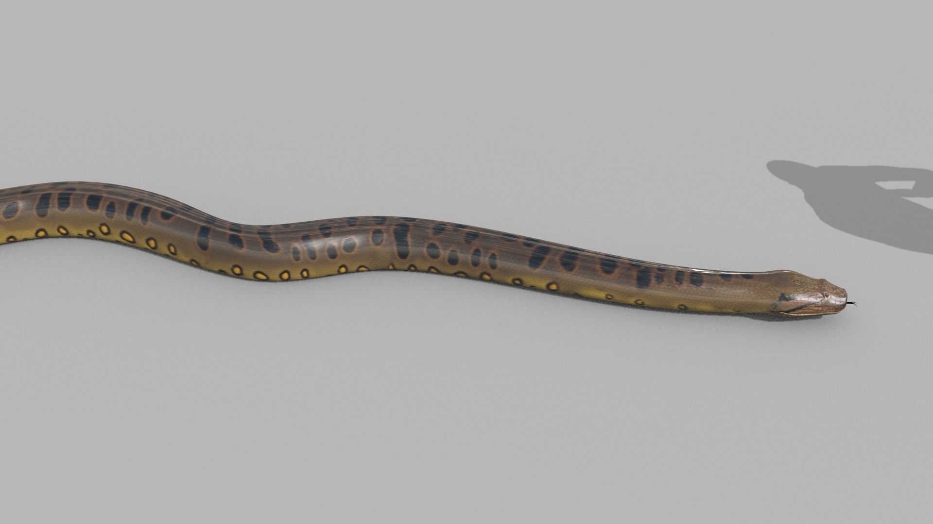 Monstre Anacond 8K - 3d animated model 3D model_22