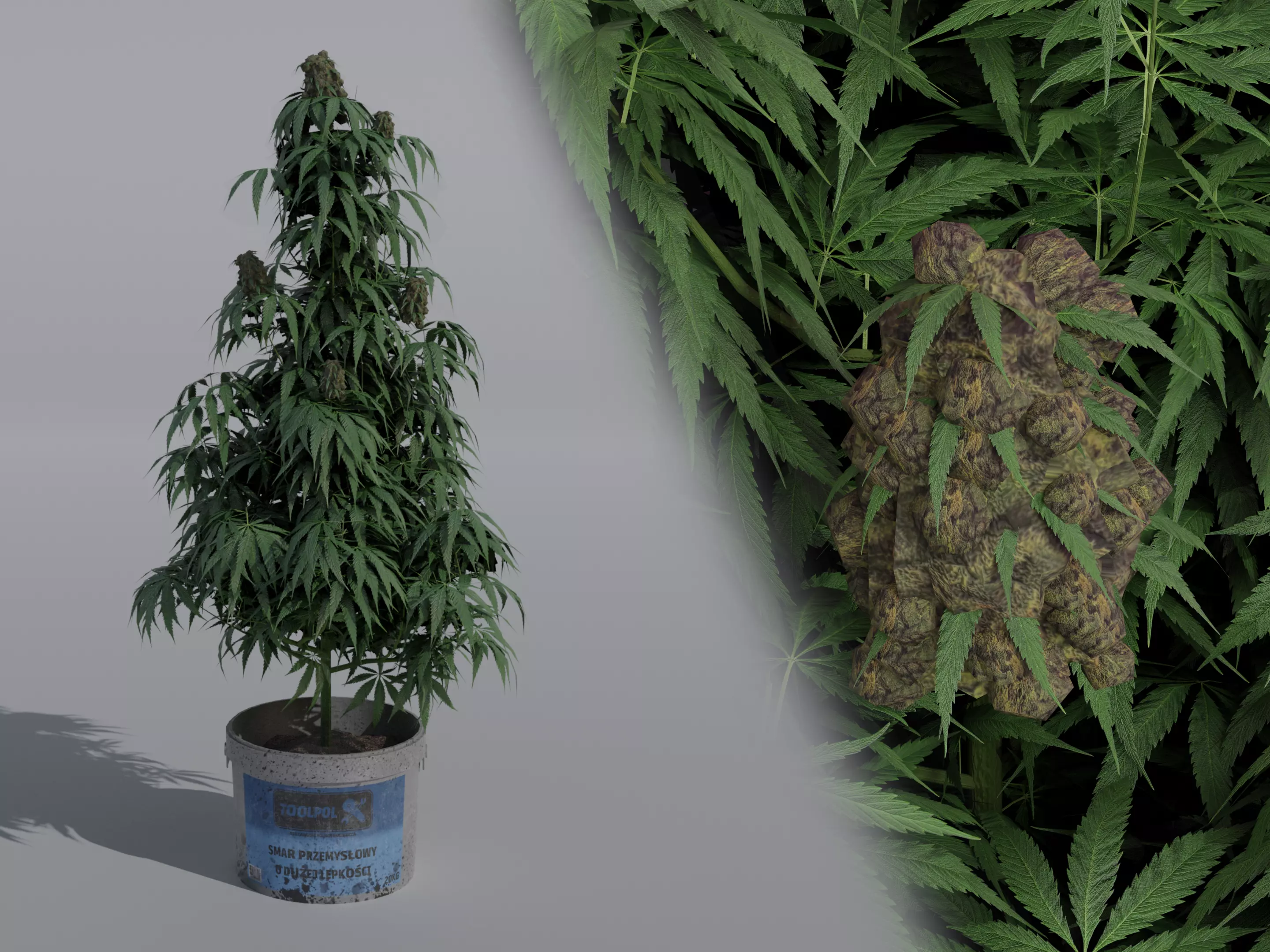 Cannabis Sativa plant Free 3D model
