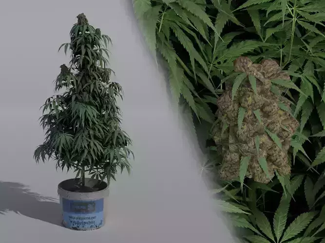 Cannabis Sativa plant Free 3D model