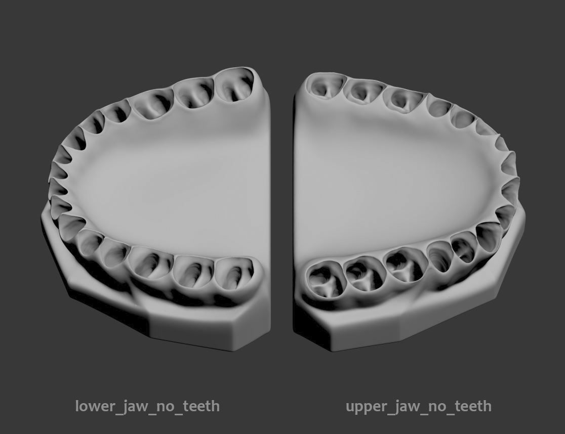 Dental Model 3D model_6