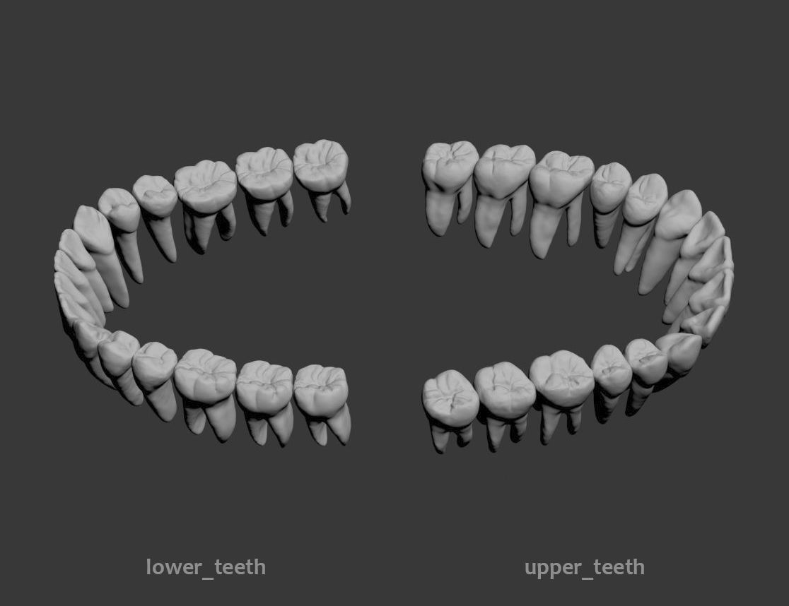 Dental Model 3D model_8