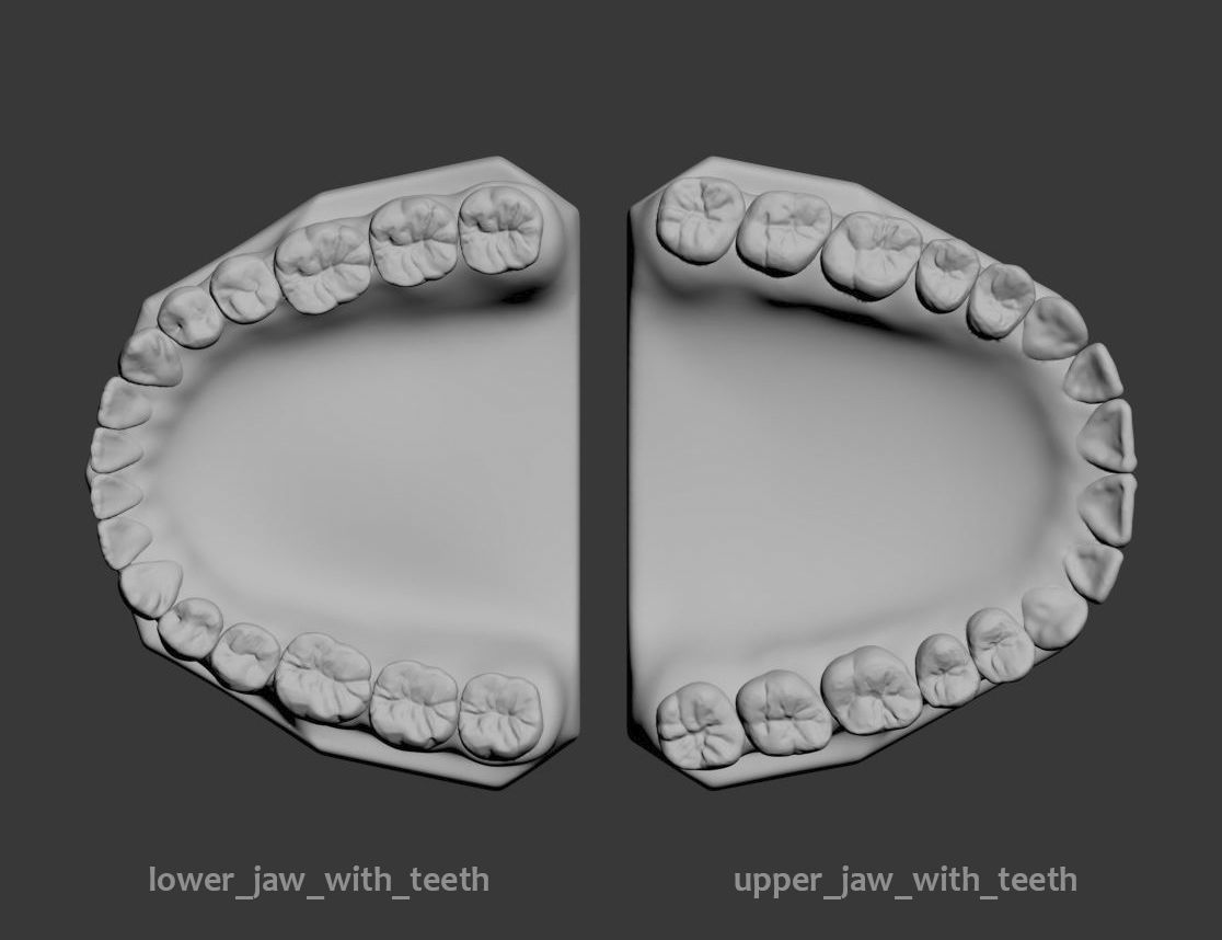 Dental Model 3D model_3