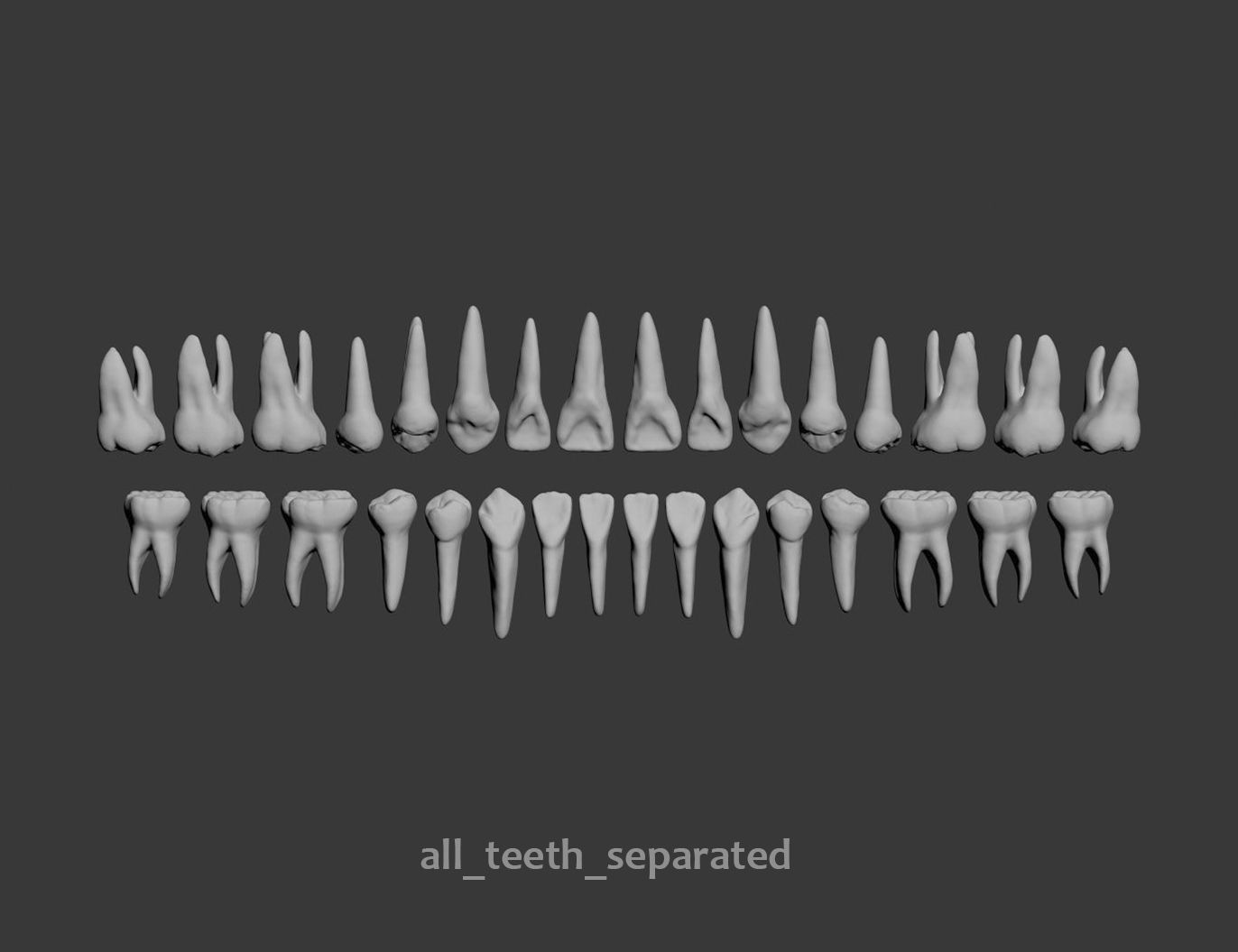 Dental Model 3D model_2