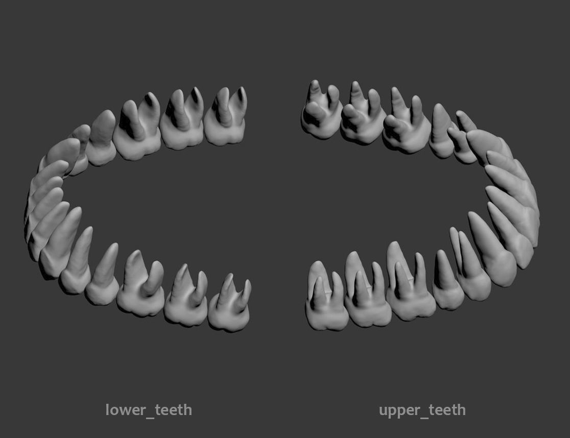 Dental Model 3D model_9