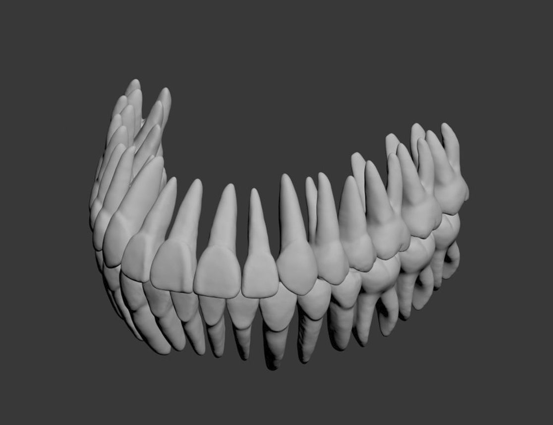 Dental Model 3D model_13