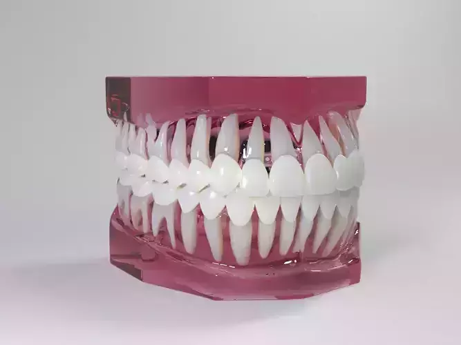 Dental Model 3D model