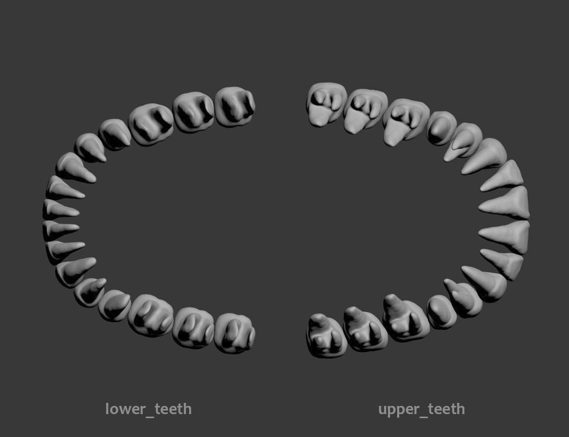 Dental Model 3D model_10