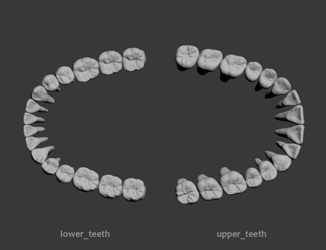 Dental Model 3D model_7