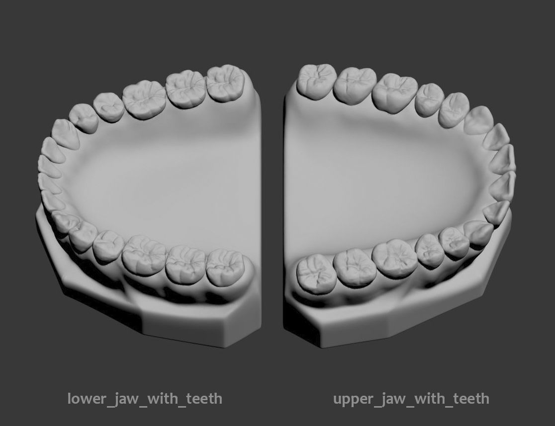 Dental Model 3D model_4