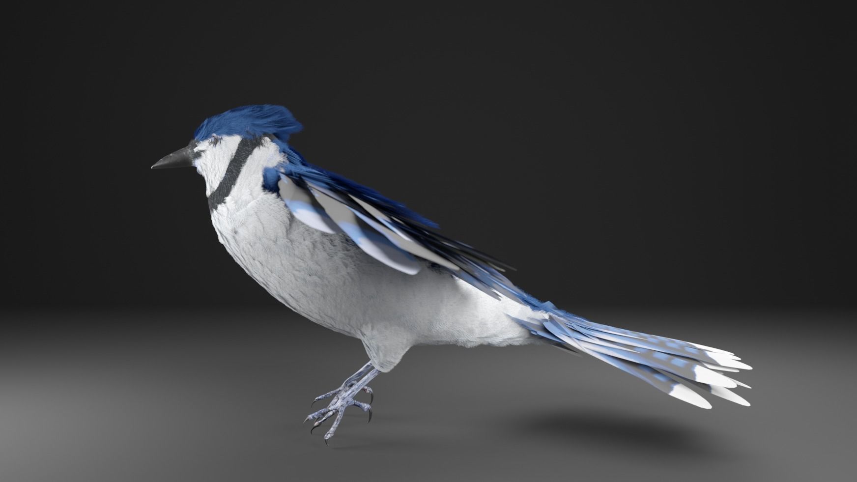 Blue Jay Bird 3D model_12