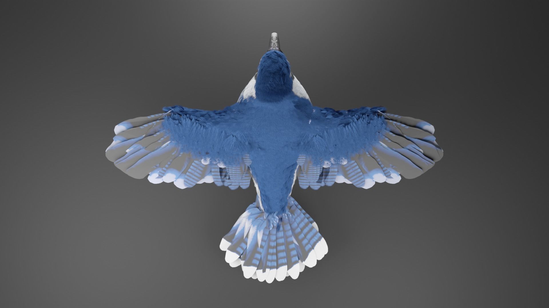 Blue Jay Bird 3D model_9