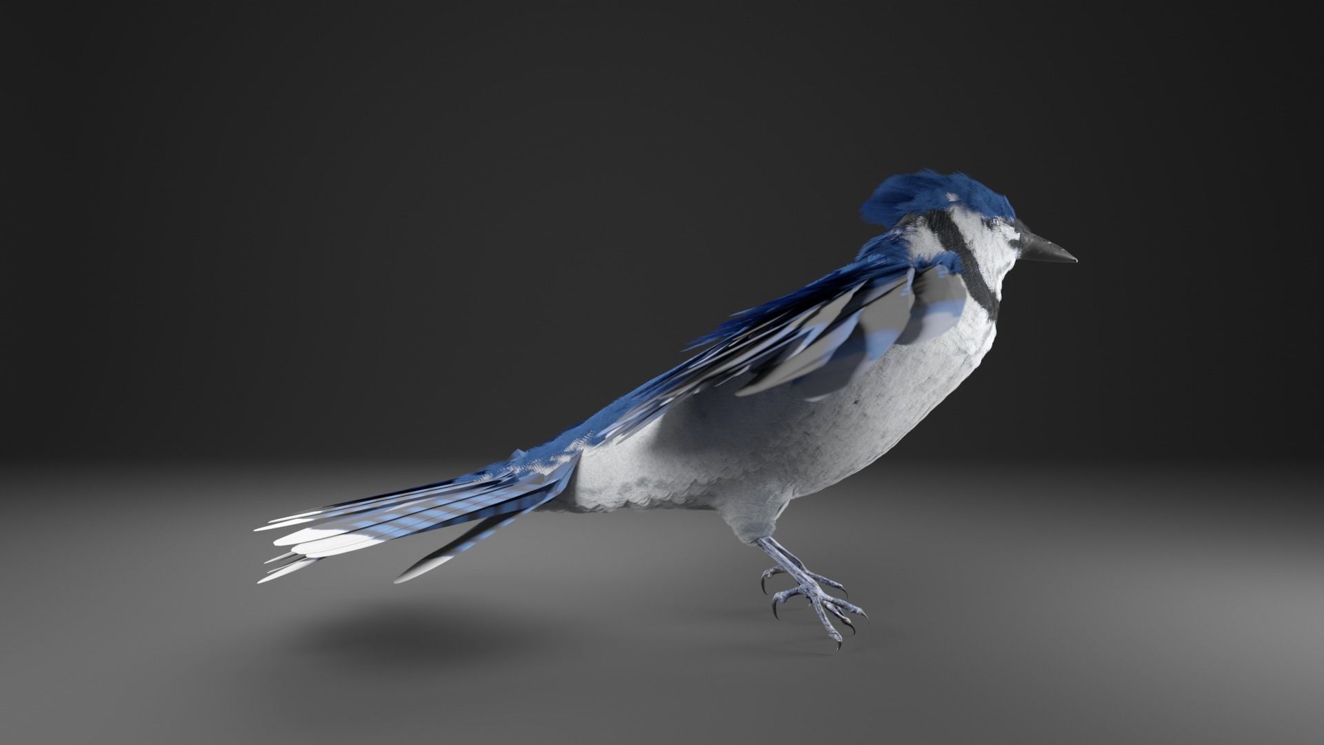 Blue Jay Bird 3D model_11