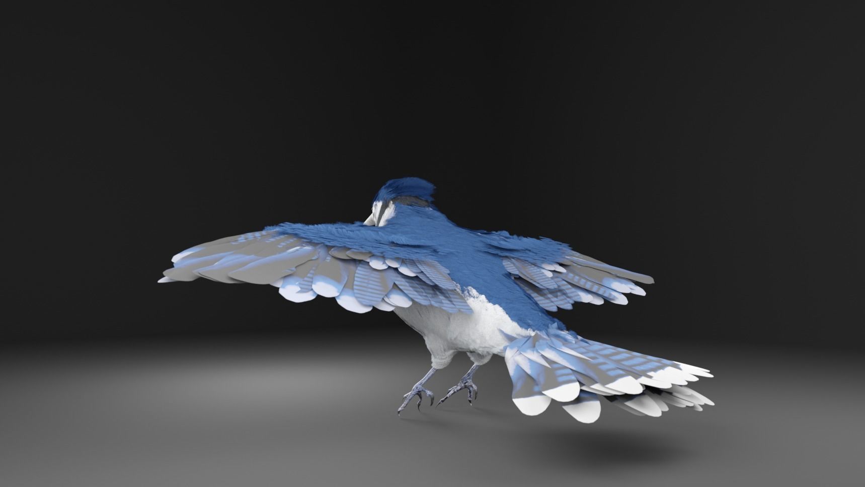 Blue Jay Bird 3D model_10
