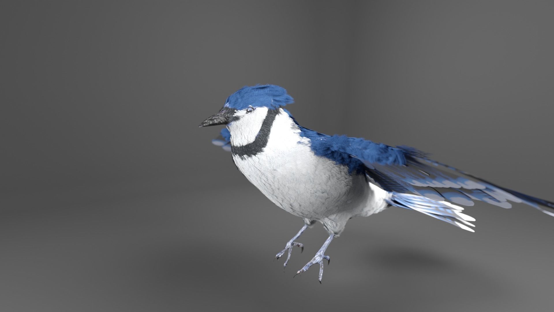 Blue Jay Bird 3D model_7