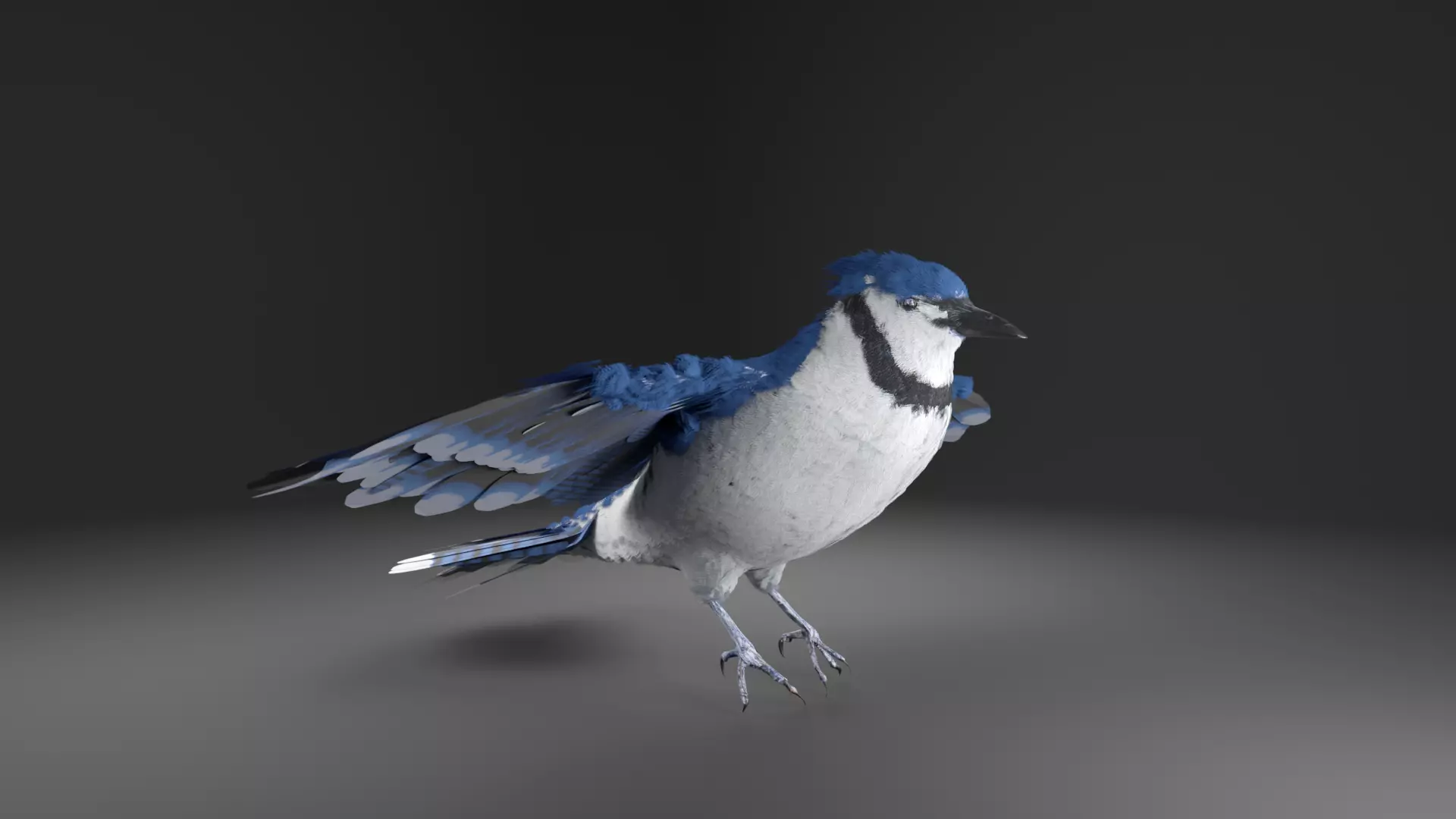 Blue Jay Bird 3D model_0