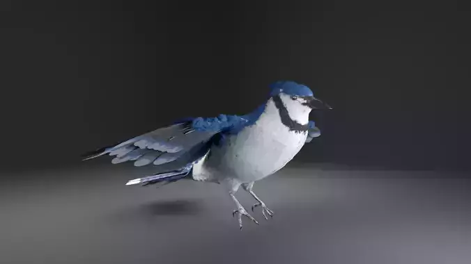 Blue Jay Bird 3D model