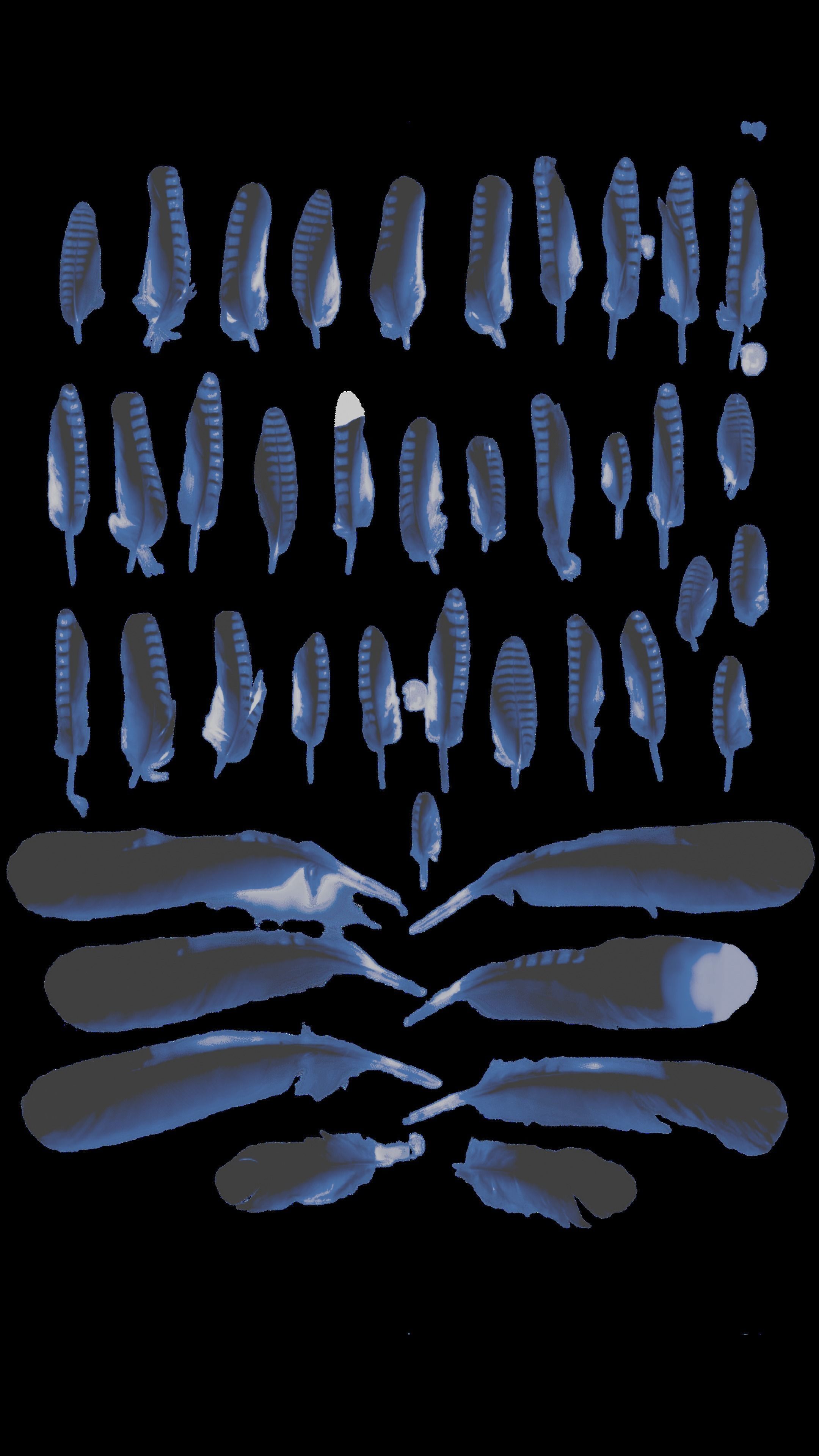 Blue Jay Bird 3D model_18