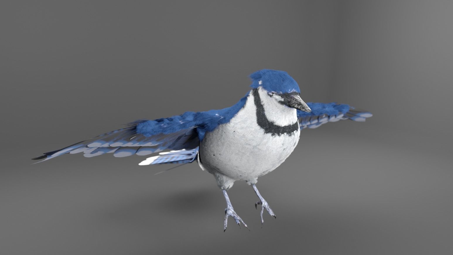 Blue Jay Bird 3D model_8