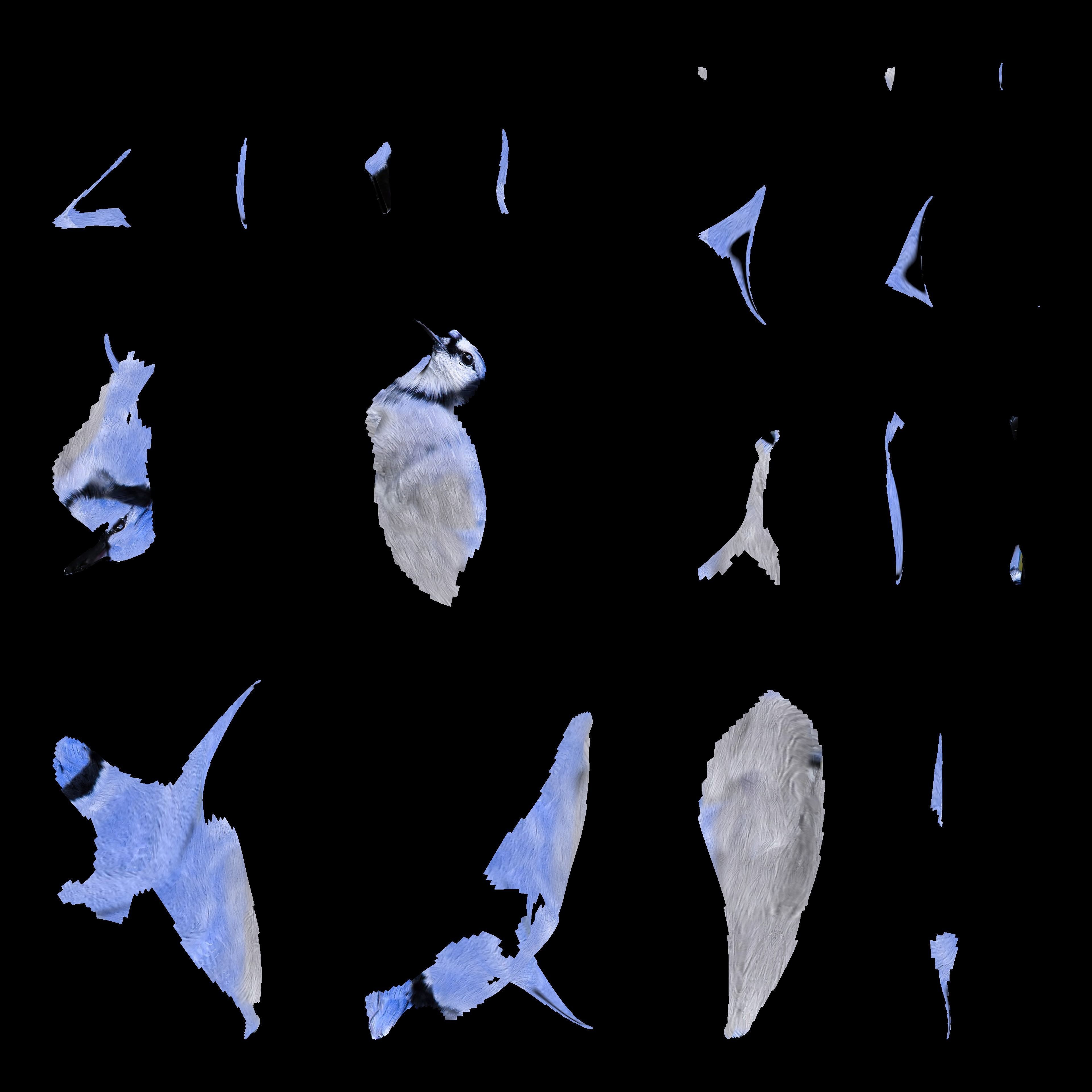 Blue Jay Bird 3D model_16