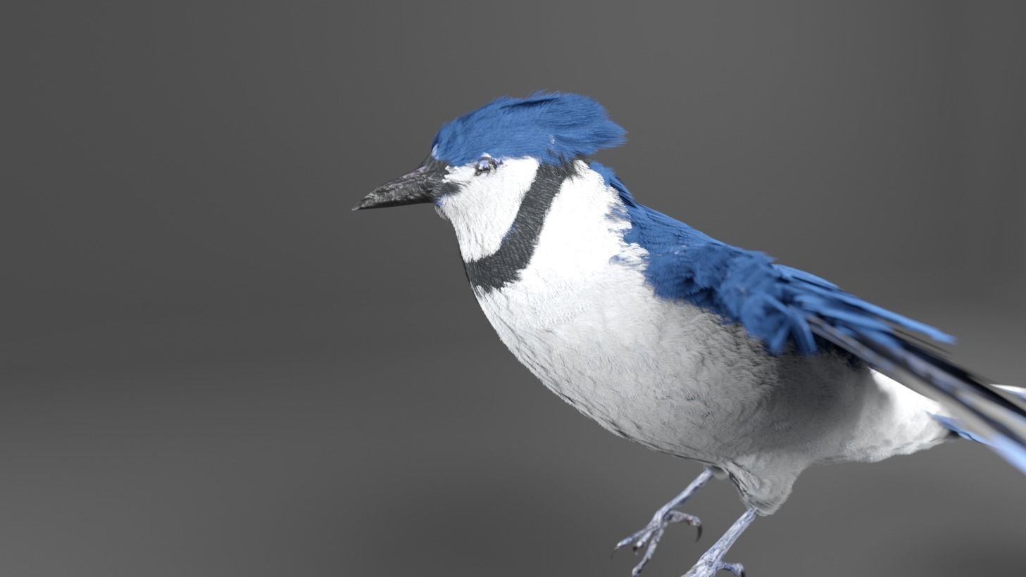 Blue Jay Bird 3D model_5