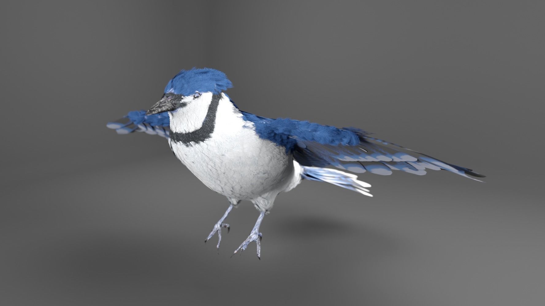 Blue Jay Bird 3D model_4