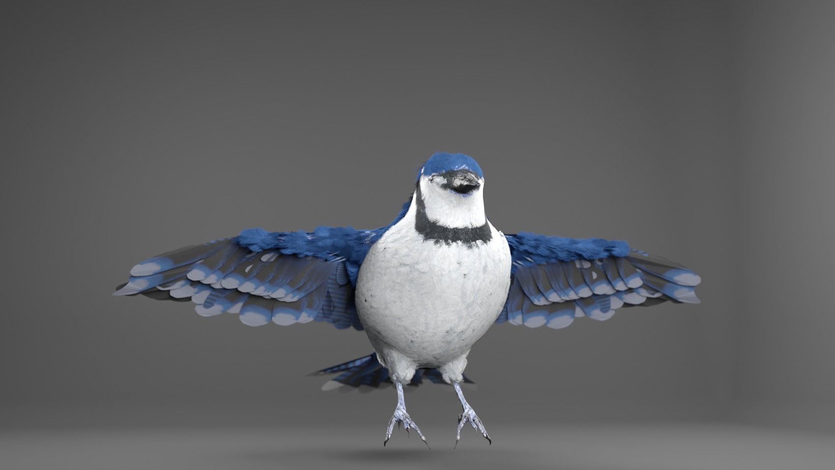 Blue Jay Bird 3D model_6
