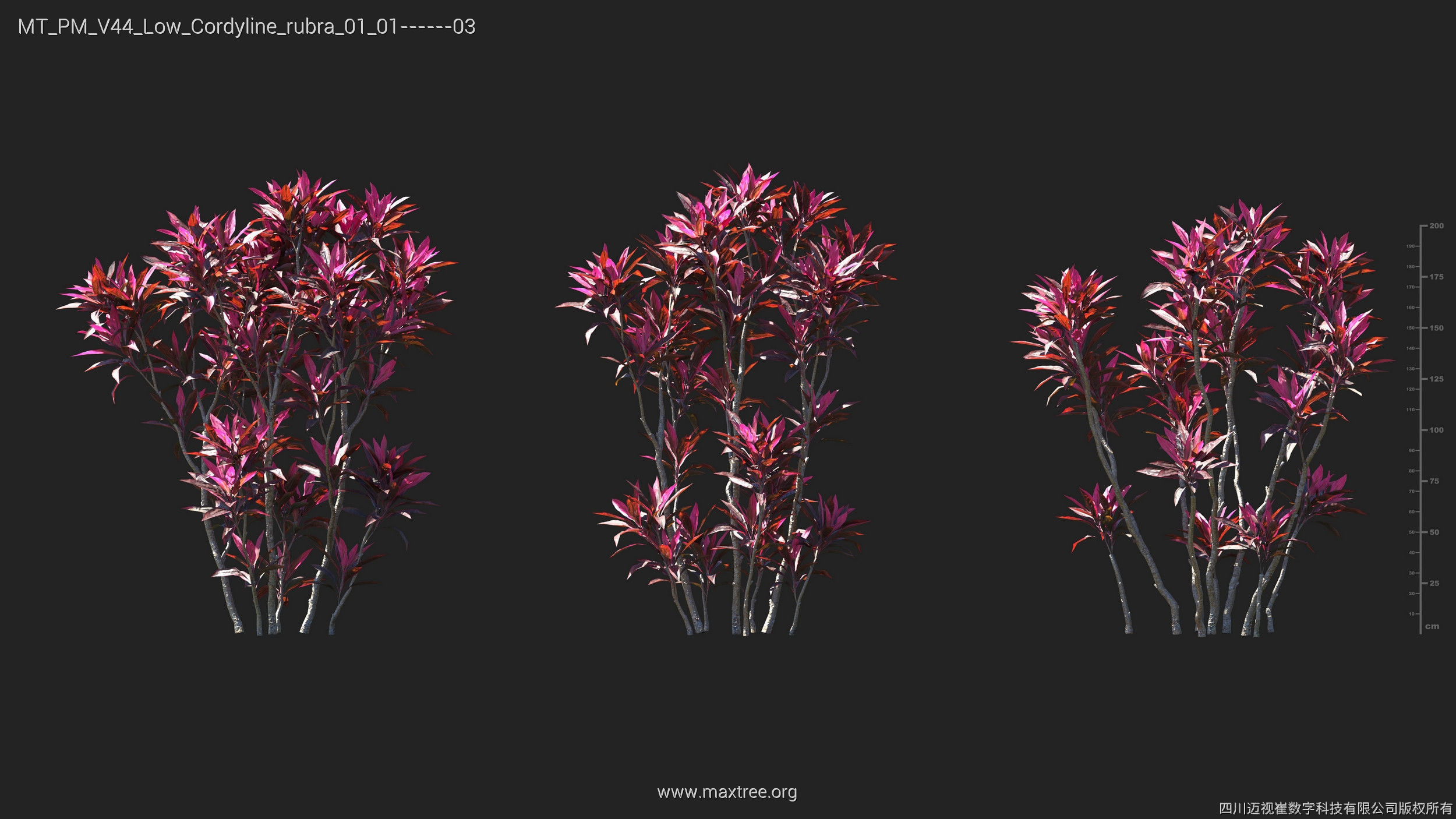 Maxtree Plant Models Vol 44 Low - Mesh 3D model_14