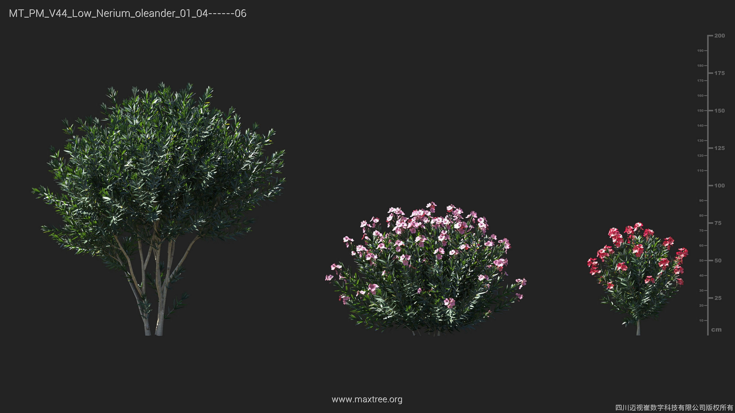 Maxtree Plant Models Vol 44 Low - Mesh 3D model_33