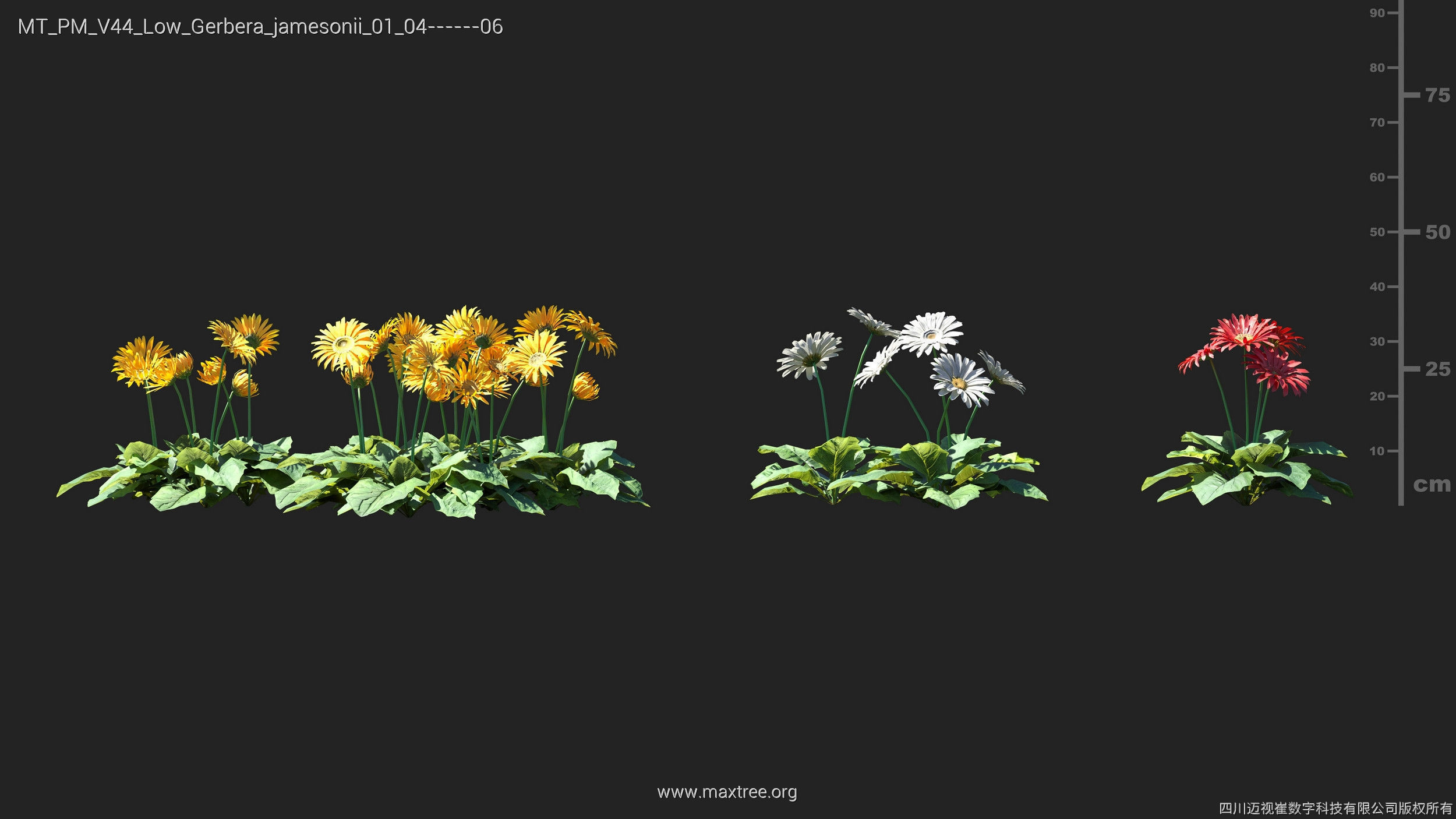 Maxtree Plant Models Vol 44 Low - Mesh 3D model_24